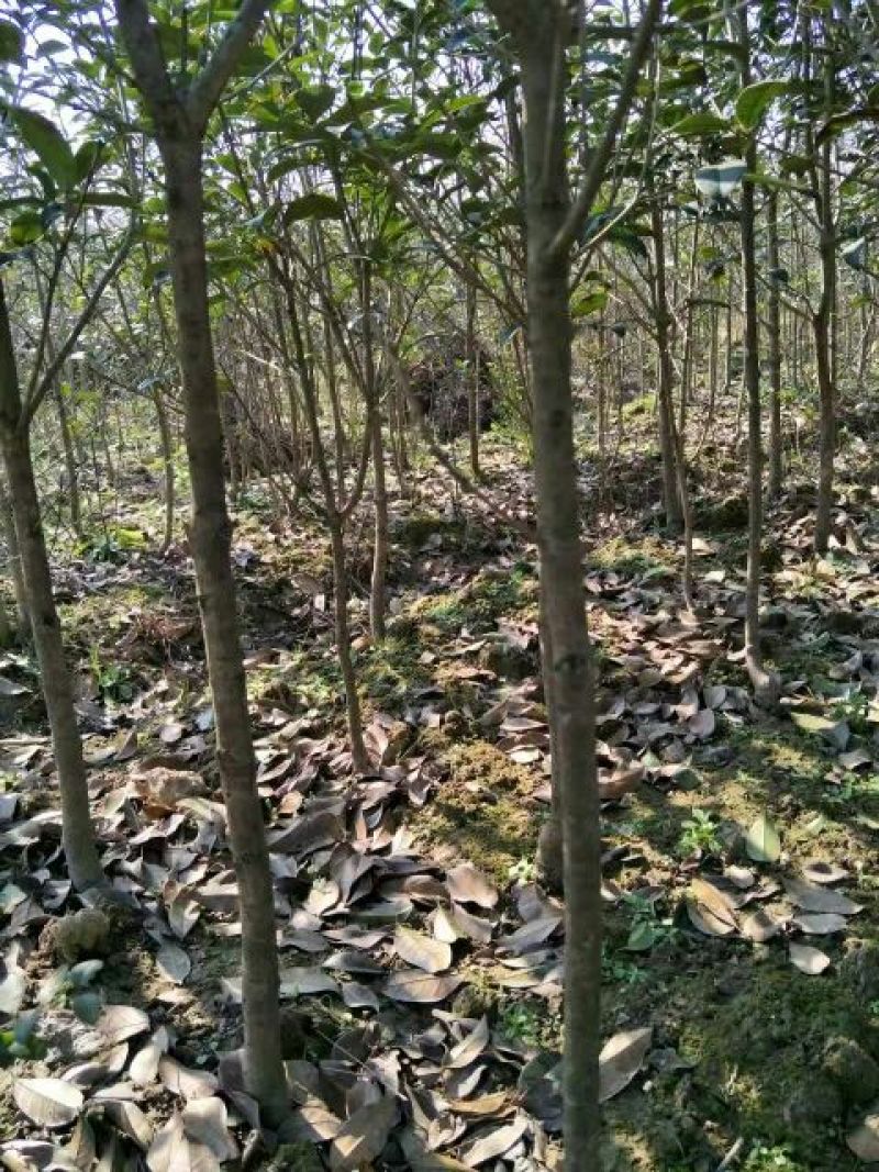 八月桂1米以下2~4cm1.5~2米