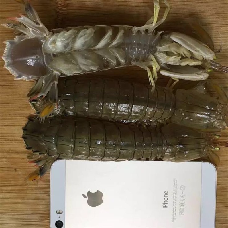 皮皮虾