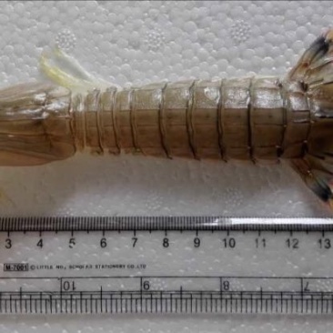 皮皮虾