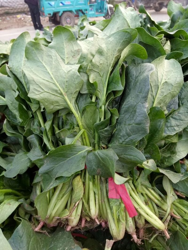大叶菠菜20~25厘米