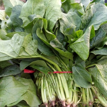 大叶菠菜20~25厘米