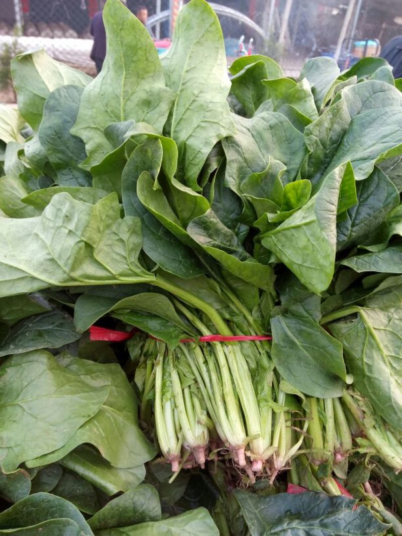 大叶菠菜20~25厘米