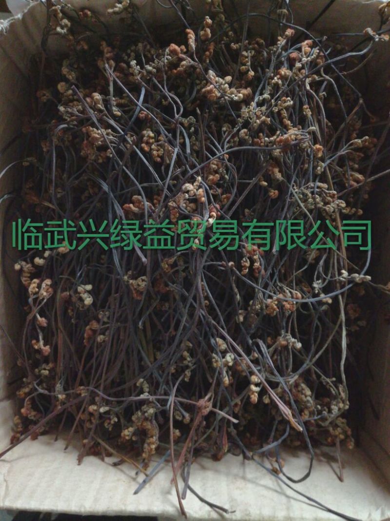 蕨菜