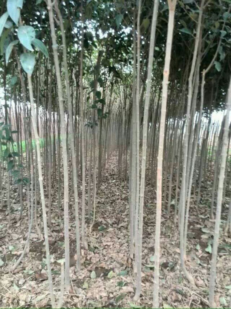 大叶女贞4cm以下