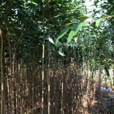 大叶女贞4cm以下