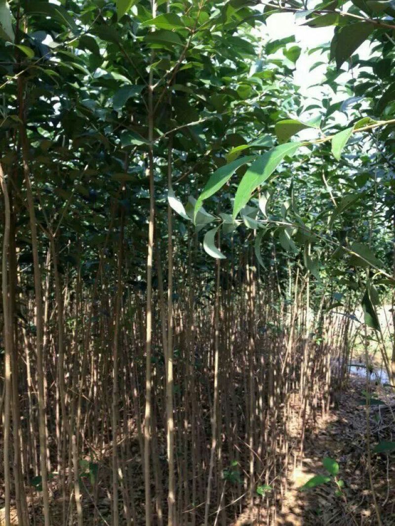 大叶女贞4cm以下