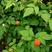 树莓苗品种好吃大量供应盆栽庭院阳台种植