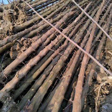 三角枫171~200cm