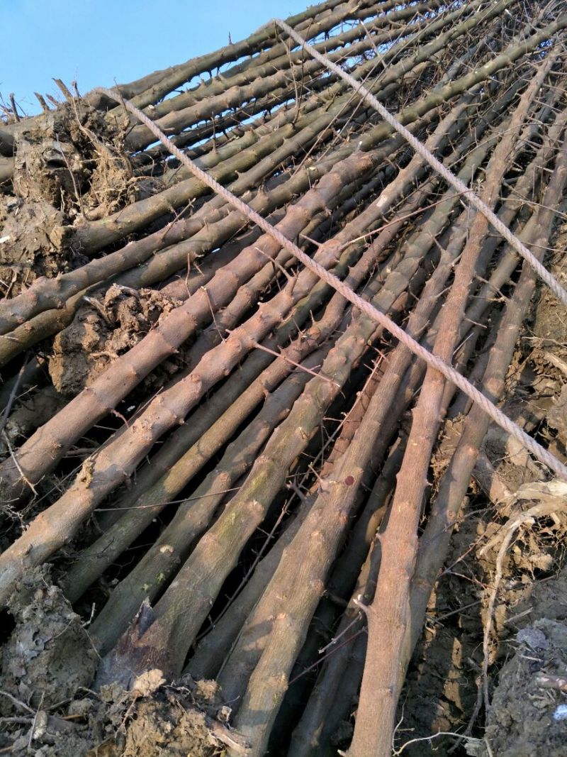 三角枫171~200cm