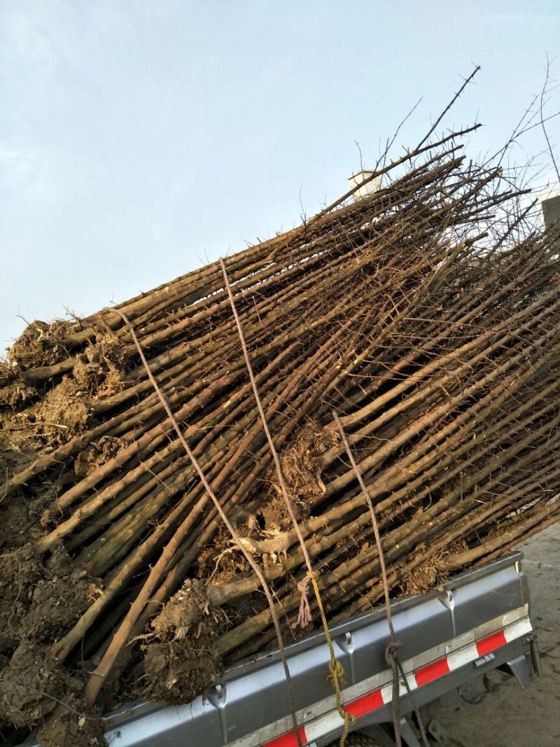 三角枫171~200cm