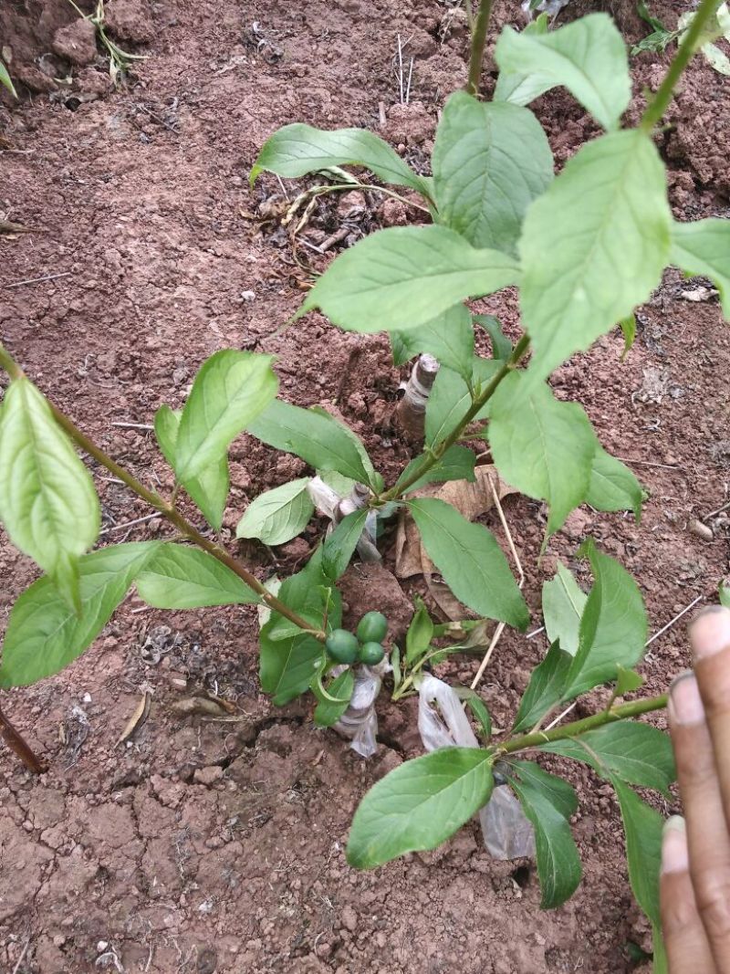 脆红李子树苗50~100cm