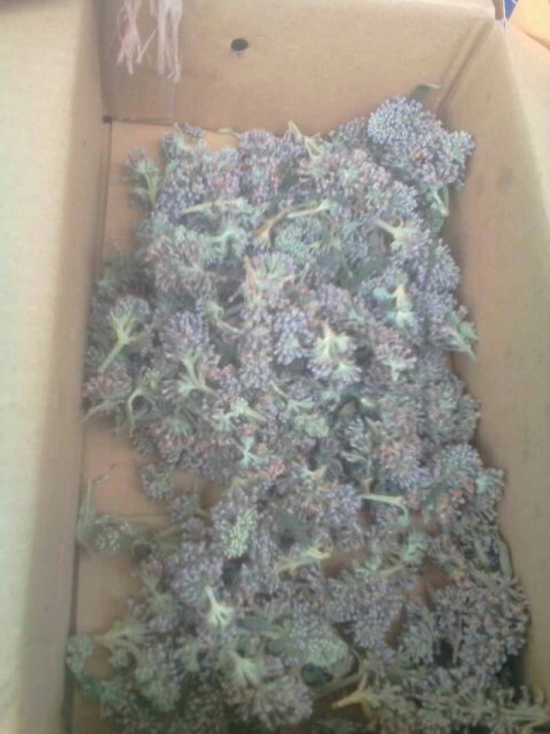 中药材野生密蒙花，新花上市中，只做生态搬运工