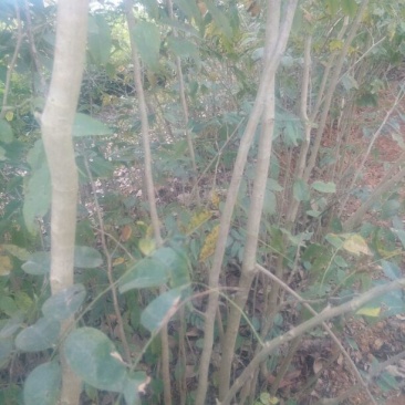 黄花梨树0.5~1m