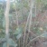 黄花梨树0.5~1m
