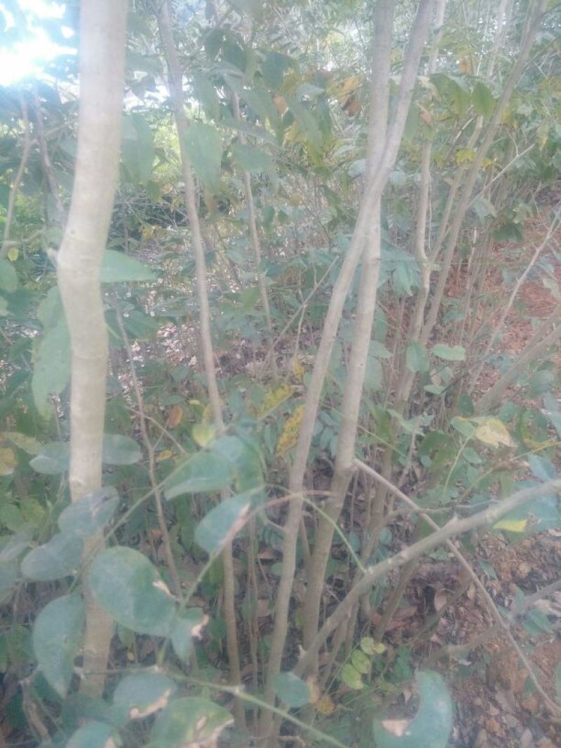 黄花梨树0.5~1m