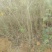 黄花梨树0.5~1m