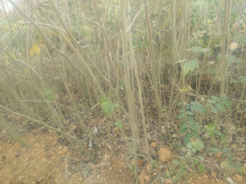 黄花梨树0.5~1m
