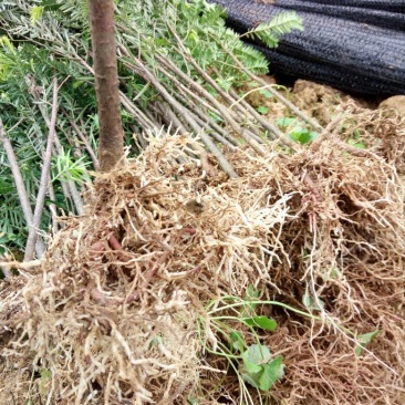 南方红豆杉苗60~70cm