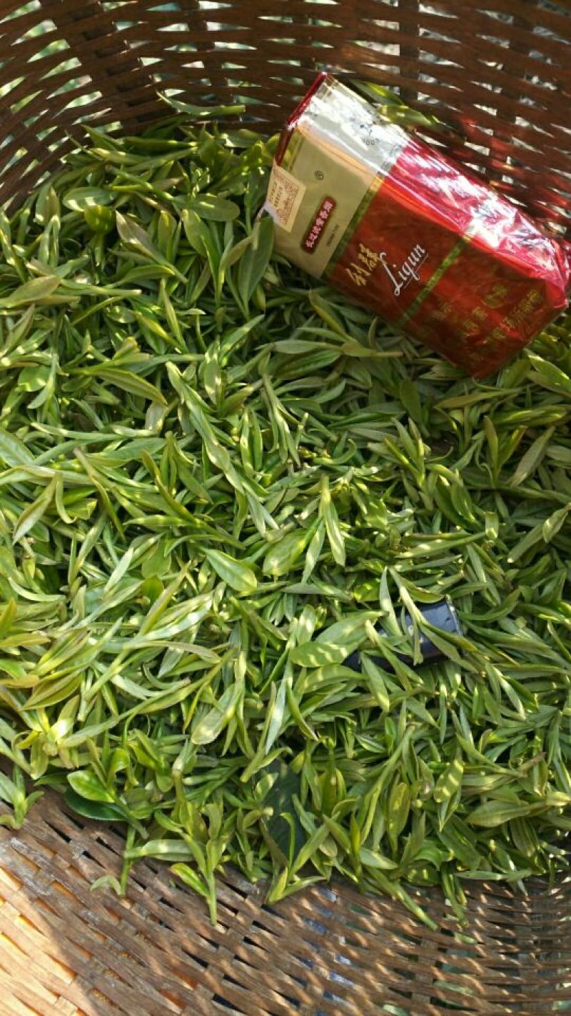 本山茶特级