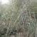 雷竹苗1~1.5m
