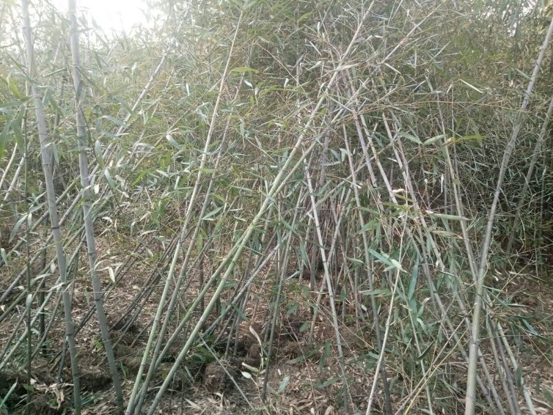 雷竹苗1~1.5m