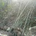 雷竹苗1~1.5m