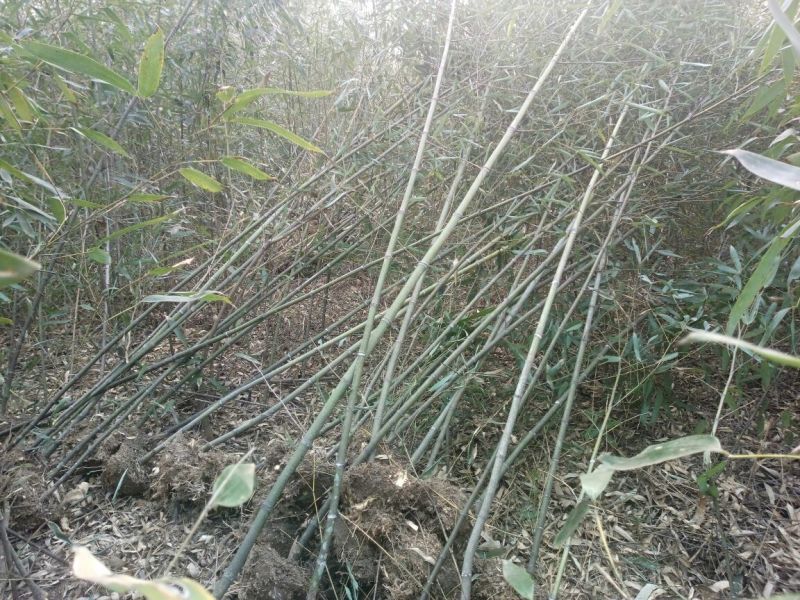雷竹苗1~1.5m