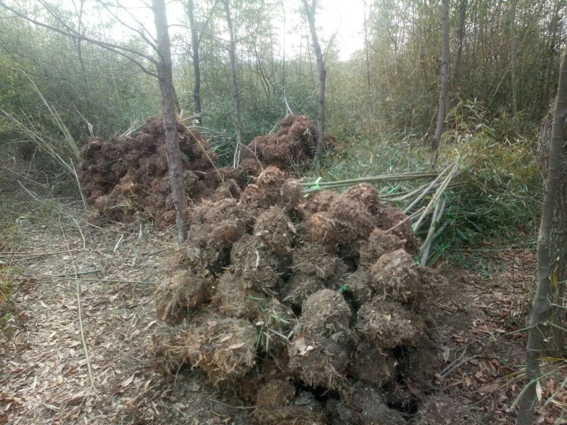 雷竹苗1~1.5m