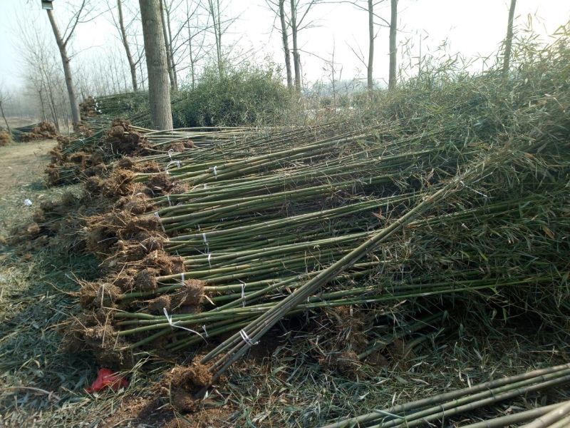 雷竹苗1~1.5m