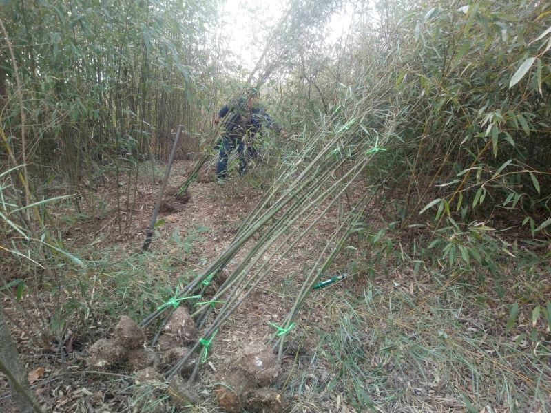 雷竹苗1~1.5m