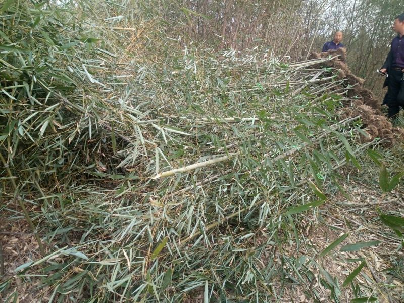 雷竹苗1~1.5m