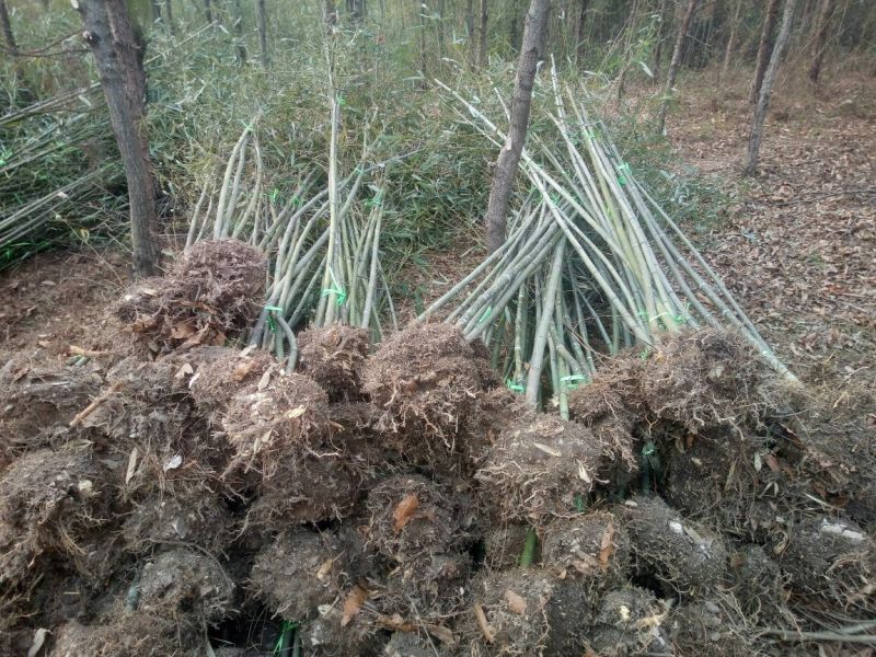 雷竹苗1~1.5m