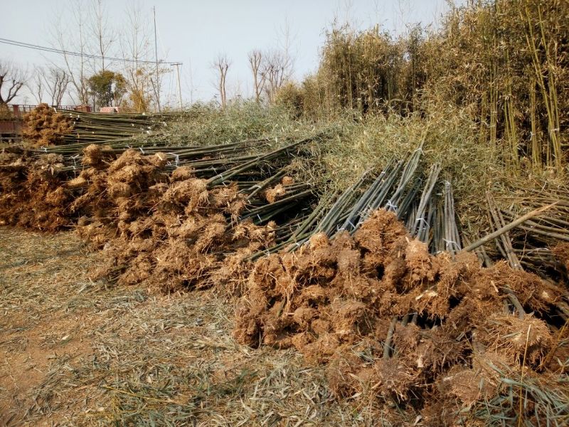 雷竹苗1~1.5m