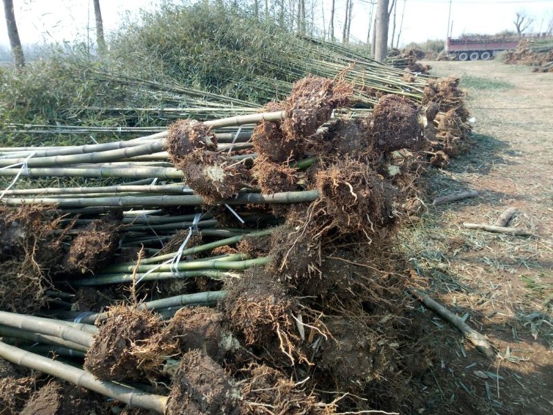雷竹苗1~1.5m