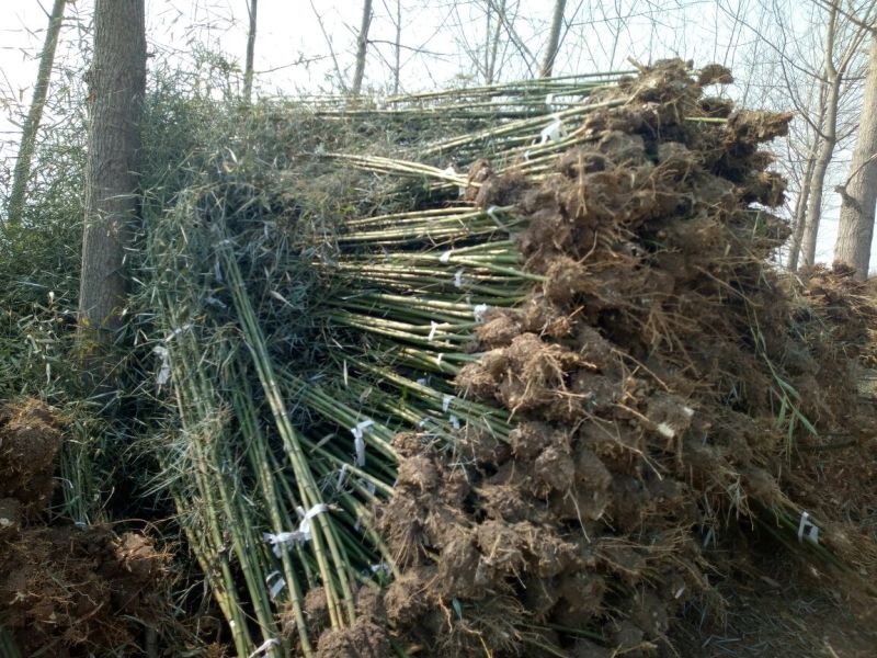 雷竹苗1~1.5m