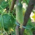 黄瓜18~22公分鲜花带刺