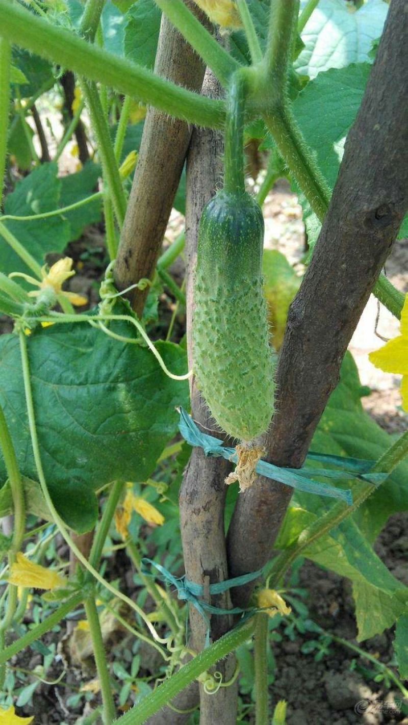 黄瓜18~22公分鲜花带刺