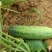 黄瓜18~22公分鲜花带刺