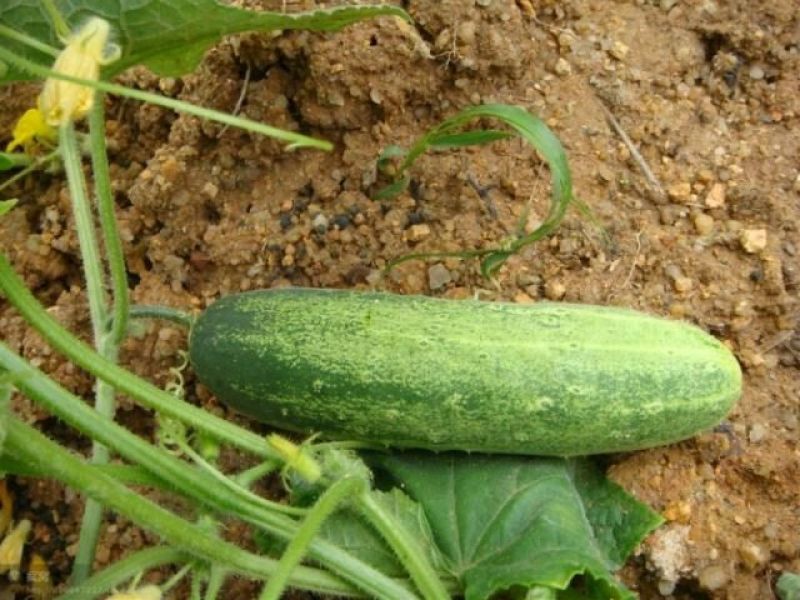 黄瓜18~22公分鲜花带刺