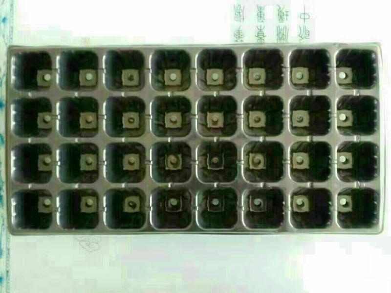穴盘32孔