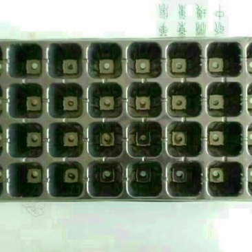 穴盘32孔