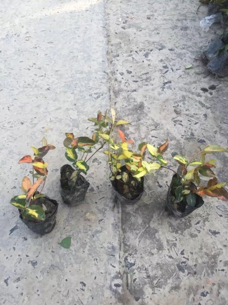 花叶络石，黄金锦络石，