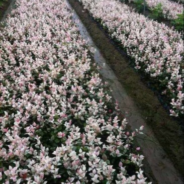 花叶络石，黄金锦络石，