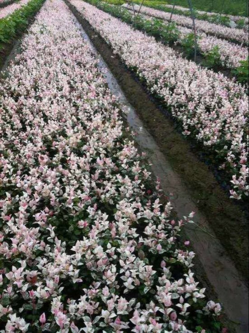 花叶络石，黄金锦络石，