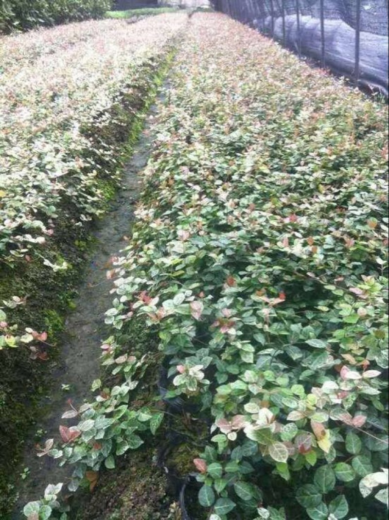 花叶络石，黄金锦络石，