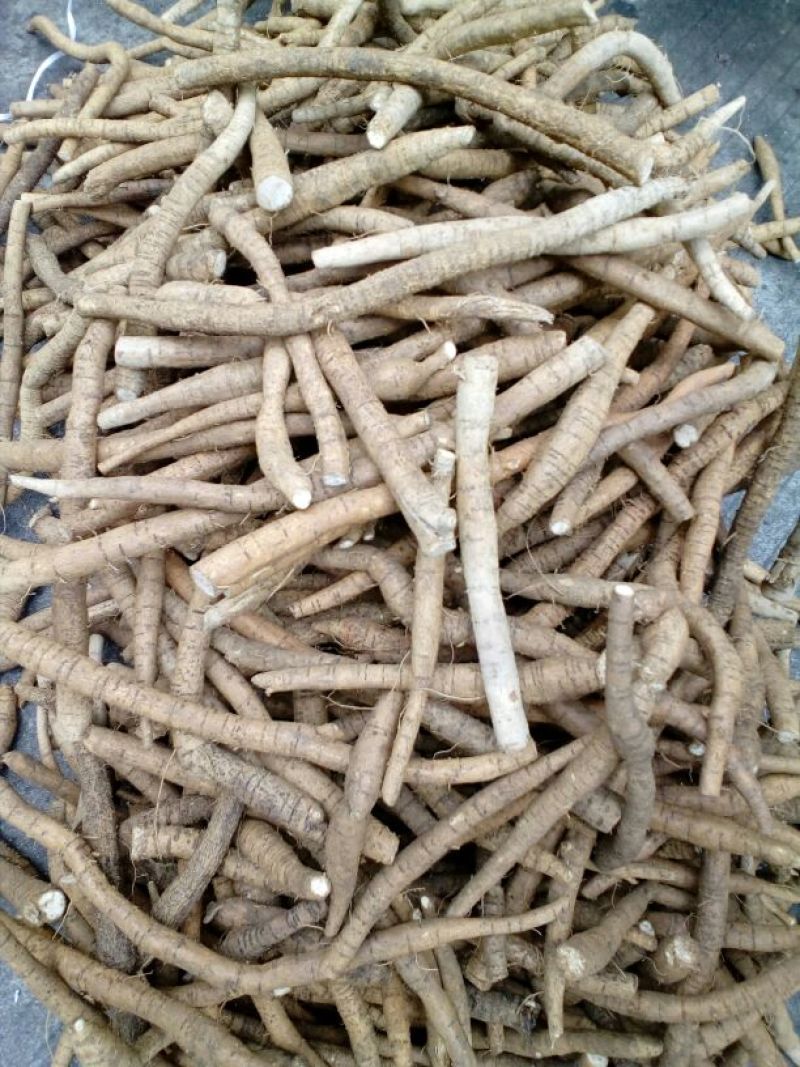牛大力，种植中牛精选