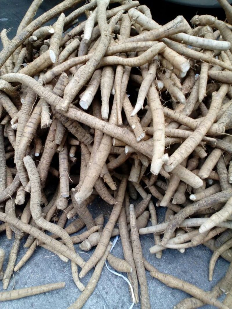 牛大力，种植中牛精选