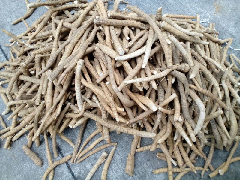 牛大力，种植中牛精选
