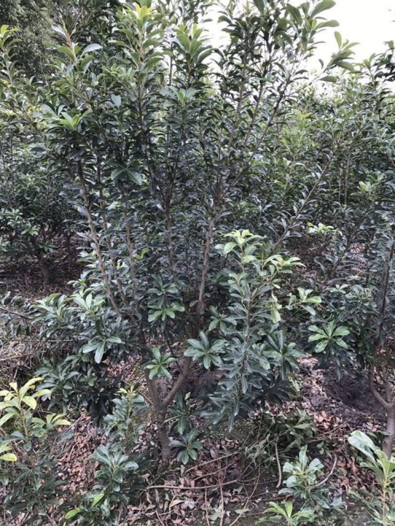 杨梅树，东魁杨梅，黑炭杨梅