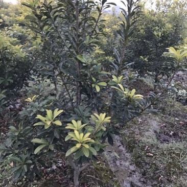 杨梅树，东魁杨梅，黑炭杨梅